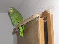 Typische Bißschäden